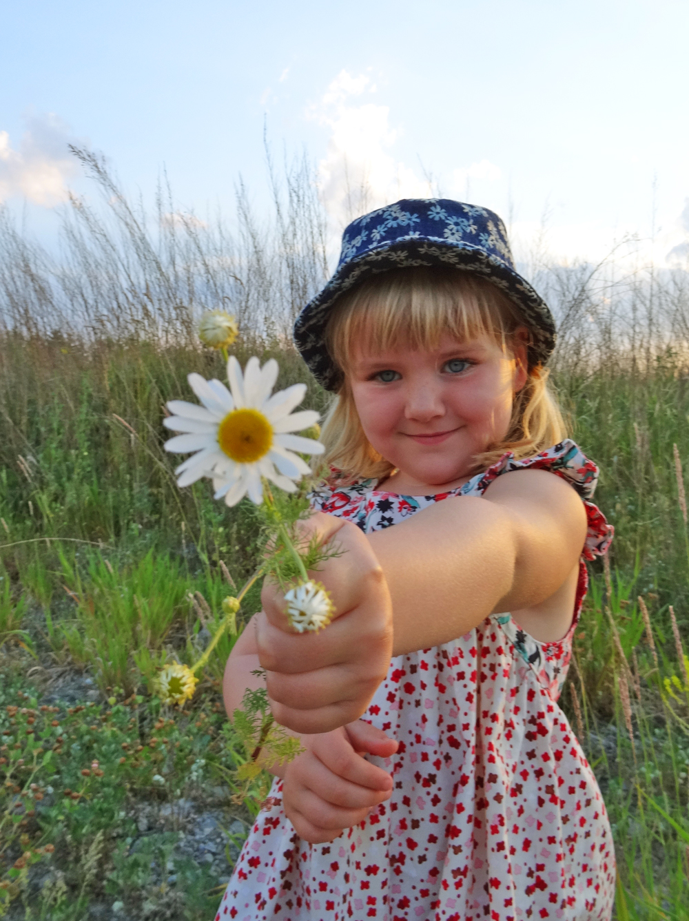 Fedora Hat and a wild daisy